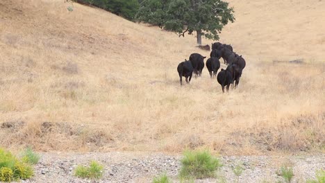 Herd-of-black-Angus-Cattle-walking-around-a-bend-in-the-hill