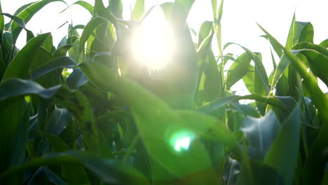 Die-Sonne-Scheint-Durch-Grüne-Maisblätter-Auf-Einem-Maisfeld-Und-Erzeugt-Sonnenstreifen-Und-Lichtstrahlen