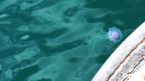 blue-and-violet-jellyfish-with-long-medusa-in-clear-blue-water-at-the-port-of-Stavanger-Norway