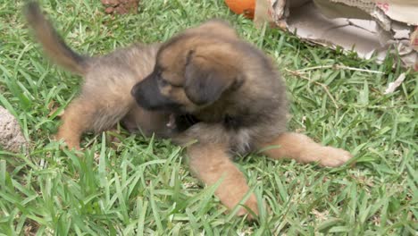 A-young-German-Sheppard-puppy-in-slow-motion