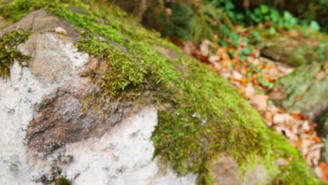 Pull-back-to-un-focused-moss-on-rocks-in-autumn-coloured-background