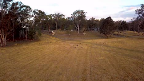 Kangaroos-on-field-in-queensland,-Australia