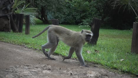 Slowmotion-of-a-Wild-African-Vervet-Blue-Ball-Monkey-Walking-and-Looking-into-Camera