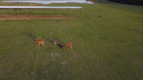 Vacas-De-La-Hora-Dorada-Que-Se-Unen-Al-Resto-Del-Rebaño-En-Una-Granja-Lechera