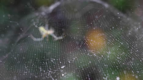 Araña-En-La-Web-Después-De-La-Lluvia-Australia-Queensland