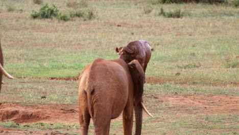 Kenya_Herd-of-Elephants-walk-past-muddy-Cape-Buffalo
