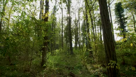 Herbstwald,-Kardanischer-Spaziergang
