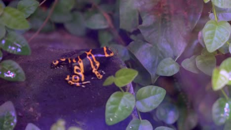 Close-view-of-an-orange-posion-dart-frog
