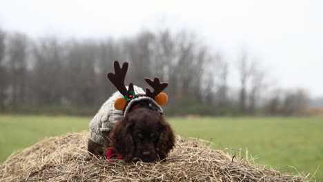 English-Cocker-Spaniel-in-Rudolph-the-Red-Nosed-Reindeer-dress-sitting-on-top-of-haystack-outside-lip-licking