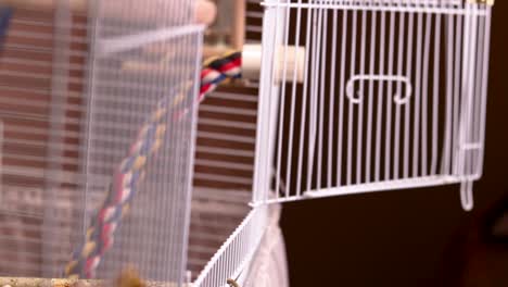 Slow-motion-side-view-of-the-cage-as-the-cutest-blue-budgie-enters-it-flying-flawlessly