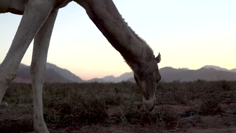 Un-Camello-Salvaje-Relajado-Y-Feliz-Come-Hierba-De-Los-Campos-En-Jordania,-100-Fotogramas-Por-Segundo