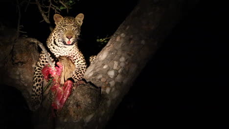 Leopard-with-a-kill-in-tree-at-night-panting-looking-around,-illuminated-with-spotlight,-Greater-Kruger
