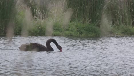 Cisne-Negro-En-El-Lago.-Camara-Lenta