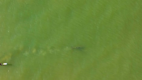Imágenes-Aéreas-De-Una-Madre-Y-Un-Delfín-Bebé-Nadando-Juntos-Frente-A-La-Costa-De-La-Isla-De-Sanibel,-Florida