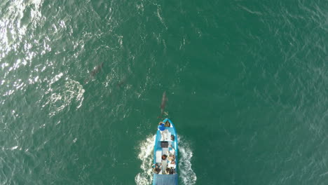 Aerial-cenital-plane-shot-of-a-boat-and-a-group-of-dolphins-playing,-Loreto-Bay-National-Marine-Park,-Baja-California-Sur