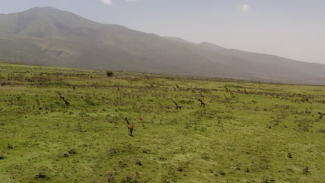 Numerous-giraffes-on-a-green-hills-of-Ngorngoro-near-Serengeti-valley,-with-safari-tour-cars-in-a-distance