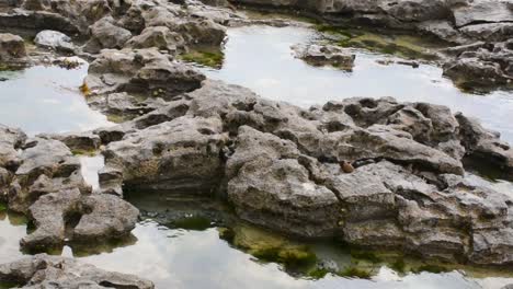 Rocky-Pools-of-Water-With-Moss-on-Cloudy-Day-Close-Up