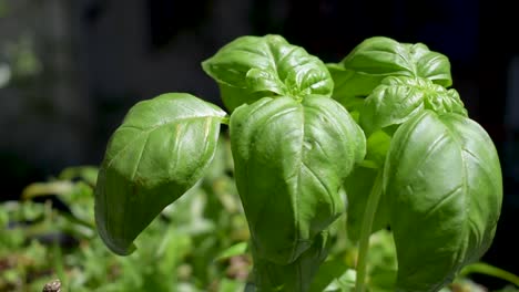 Herb-large-leaf-Basil-growing-outdoor-in-sunlight-with-slight-breeze