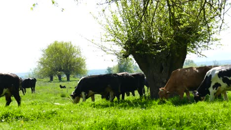 Eine-Herde-Kühe-Die-Weide-Einer-Wiese-Mit-Saftigem-Gras