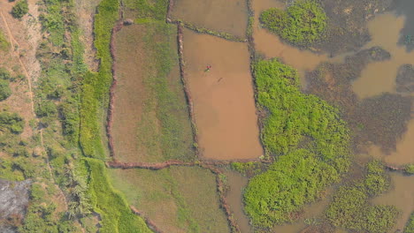 Aerial:-Shot-of-rice-fields-in-Madagascar