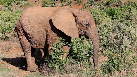 Tuskless-African-Elephant-Feeding,-Addo-Elephant-Park