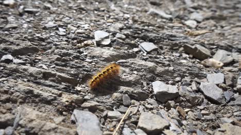 Orange-black-caterpillar-move-in-the-sun-on-a-stone-rock-ground
