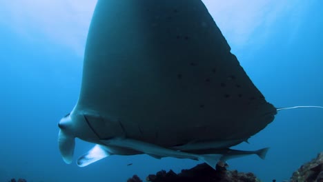 Close-encounter-with-a-large-marine-animal