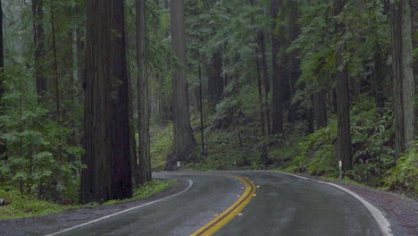 Rainy-street-in-Redwood-State-Park,-Northern-California