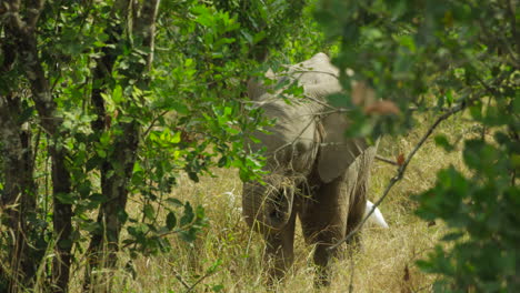 Baby-elephant-eating-and-playing-in-between-bushes,-Kenya