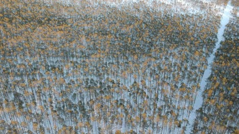 drone-shot-of-forest-in-swamp-in-Estonia-small-pine-trees