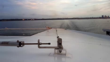 bird-sits-on-ferry-cute-video-while-deporting-from-Tallinn