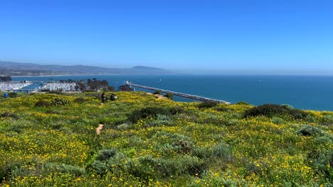 4k-60p,-Yellow-wild-flowers-wave-gently-in-the-breeze,-overlook-Dana-Point-Harbor-in-California,-USA