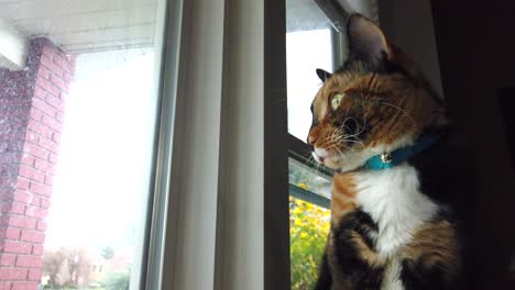 A-low-angle-of-a-beautiful-calico-cat-looking-around-outside-watching-birds-from-a-living-room-window-and-looking-around-in-slow-motion
