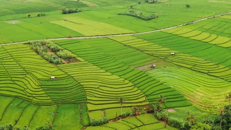 Beautifully-verdant-and-vivid-slow-moving-aerial-clip-of-lush-Balinese-rice-paddies-in-different-stages-of-growth-in-Canggu