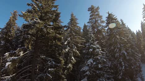 Immergrüne-Bäume-In-Einer-Mit-Neuschnee-Bedeckten-Linie