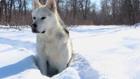A-slow-panning-shot-of-a-husky---wolf-dog-waiting-for-something-to-move-on-a-winter-trail
