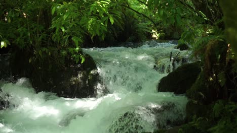 Fast-flowing-creek-in-lush-forrest-with-rapids-and-rocks-at-Putaruru-Blue-Spring,-New-Zealand