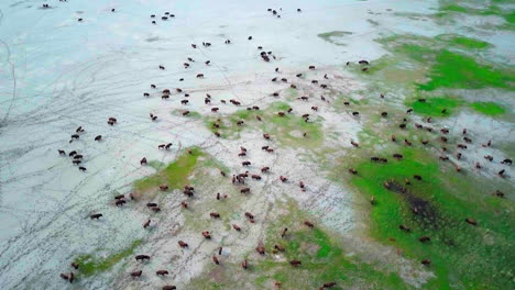 A-high-drone-shot-of-a-large-herd-of-buffalo-or-bison-walk-around-in-a-green-meadow-and-on-a-beach-with-their-kids-in-the-springtime