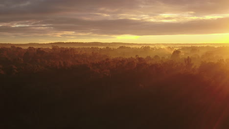 Aerial-of-a-beautiful-foggy-autumn-sunrise-flying-over-large-trees-in-rural-Australia