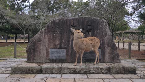 Weitwinkelaufnahme-Eines-Hirsches-In-Nara,-Der-Neben-Einem-Historischen-Denkmal-Steht
