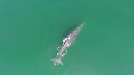 Aerial-centinal-drone-shot-of-a-Gray-Whale-with-her-calf-in-the-Ojo-de-Liebre-lagoon,-Biosphere-Reserve-of-El-Vizcaino,-Baja-California-Sur