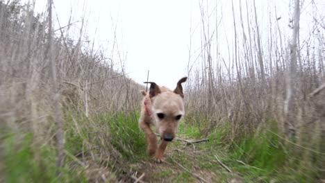 Small-mixed-breed-Norwich-Terrier-Dog-runs-after-the-camera-among-the-bushes-and-grass