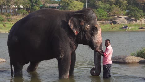 Male-in-Hampi,-India-lake-washing---bathing-large-elephant-in-river-water
