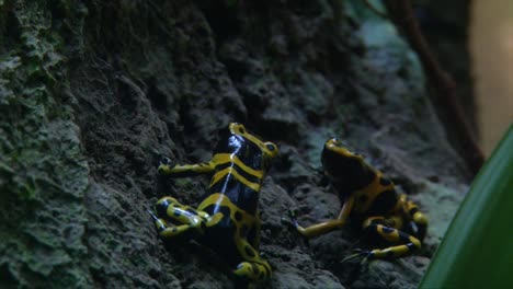 Two-Yellow-Banded-Poison-Dart-Frogs-,-arrow-frogs-with-bright-yellow-and-black-stripes-found-in-forests-in-a-sea-life-aquarium