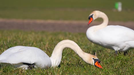 Swan-couple-eating-grass-in-the-countryside