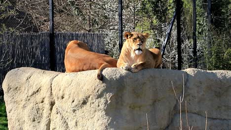 Two-female-lions-lays-on-top-of-the-rock-in-a-zoo