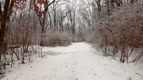 Ein-Schneebedeckter-Waldweg-Mit-Pflanzen-Und-Büschen-Auf-Beiden-Seiten,-Die-Aufgrund-Des-Gefrierenden-Regens-Mit-Eis-Und-Schnee-Bedeckt-Sind