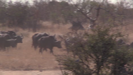 Paisaje-Con-Manada-De-Búfalos-Africanos-Del-Cabo-Que-Se-Dirige-Hacia-Pan