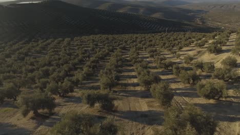 Pull-back-aerial-shot-of-olive-grove-in-Jaen,-Andalusia,-Spain-during-golden-hour