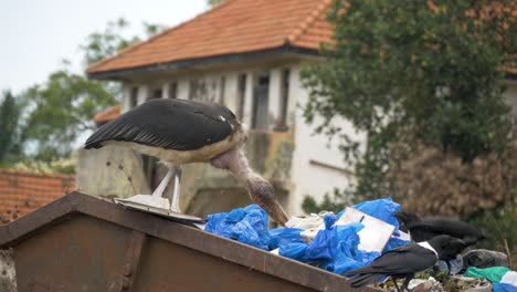 A-large-marabou-stork-picks-through-trash-in-a-large-rubbish-dump-in-an-urban-landscape-in-Africa
